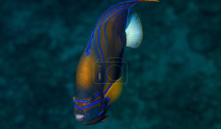 Téléchargez les photos : Le poisson-ange bicolore est une espèce marine de poisson, facilement reconnaissable à sa queue jaune, à la moitié avant jaune de son corps et à l'arrière bleu avec des motifs bleus au-dessus et autour de l'œil. - en image libre de droit