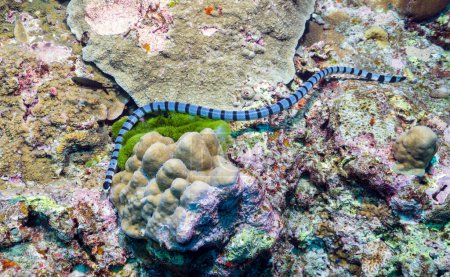 Photo for Sea kraits are a genus of venomous elapid sea snakes, Laticauda. They are semiaquatic, and retain the wide ventral scales typical of terrestrial snakes for moving on land. Similan Islands, Thailand - Royalty Free Image