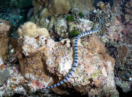Photo for Sea kraits are a genus of venomous elapid sea snakes, Laticauda. They are semiaquatic, and retain the wide ventral scales typical of terrestrial snakes for moving on land. Similan Islands, Thailand - Royalty Free Image