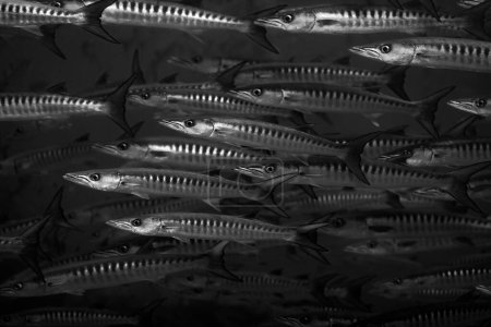 Foto de El grupo de pickhandle barracuda se llama así porque las marcas oscuras a lo largo de sus lados parecen los extremos gruesos de pickaxe maneja. - Imagen libre de derechos