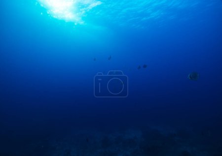 Foto de Batfish in the blue of the coral reef at the similan islands in Thailand - Imagen libre de derechos