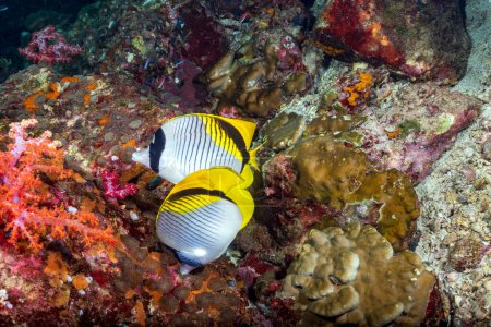 Photo for The lined butterflyfish is a species of marine ray-finned fish. a butterflyfish belonging to the family Chaetodontidae, one of the largest species in the genus Chaetodon. Similan islands, Thailand - Royalty Free Image