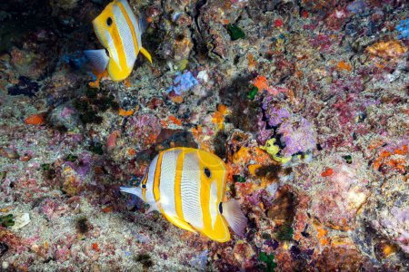 Foto de El pez mariposa de la banda de cobre, Chelmon rostratus, también conocido como el pez de coral con pico, se encuentra en los arrecifes tanto en el Océano Pacífico como en el Índico.. - Imagen libre de derechos