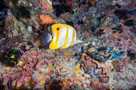 Foto de El pez mariposa de la banda de cobre, Chelmon rostratus, también conocido como el pez de coral con pico, se encuentra en los arrecifes tanto en el Océano Pacífico como en el Índico.. - Imagen libre de derechos