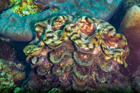 Téléchargez les photos : Les palourdes géantes sont les membres du genre Tridacna qui sont les plus gros mollusques bivalves vivants. Il existe en fait plusieurs espèces de "palourdes géantes" dans le genre Tridacna, Phi Phi, Thaïlande - en image libre de droit