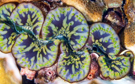 Téléchargez les photos : Les palourdes géantes sont les membres du genre Tridacna qui sont les plus gros mollusques bivalves vivants. Il existe en fait plusieurs espèces de "palourdes géantes" dans le genre Tridacna, Phi Phi, Thaïlande - en image libre de droit