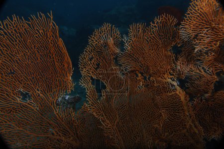 Photo for Alcyonacea, or soft corals, are an order of corals. In addition to the fleshy soft corals, the order Alcyonacea now contains all species previously known as "gorgonian corals". - Royalty Free Image