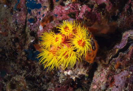 Téléchargez les photos : Tubastraea est un genre de corail de la famille des Tubastraea. C'est un corail de tasse dans la famille des Dendrophylliidae. - en image libre de droit