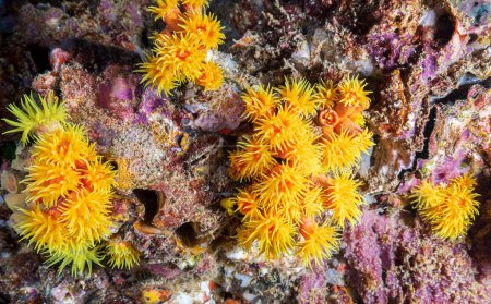 Téléchargez les photos : Tubastraea est un genre de corail de la famille des Tubastraea. C'est un corail de tasse dans la famille des Dendrophylliidae. - en image libre de droit