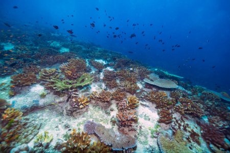 Scuba diving the beautiful coral reef dive sites of Nusa Penida in Bali, Indonesia