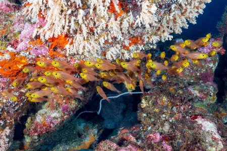 Téléchargez les photos : Poisson-verre ou Balais, Parapriacanthus ransonneti sur le récif corallien des îles Racha près de Phuket dans le sud de la Thaïlande. - en image libre de droit