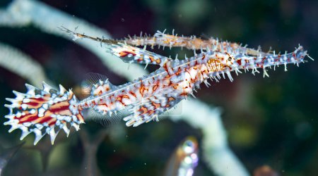Photo for Macro shot of ornate ghost pipefish or harlequin ghost pipefish - Royalty Free Image