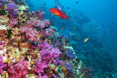 Téléchargez les photos : Cephalopholis miniata, également connu sous le nom de mérou corail, corail derrière, morue rocheuse, truite corallienne, truite à queue ronde ou vermillon, est une espèce de poisson marin à nageoires rayées. - en image libre de droit