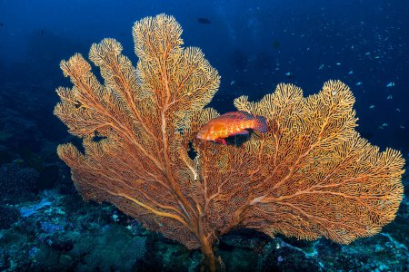 Foto de Cephalopholis miniata, también conocido como mero de coral, corales detrás, bacalao de roca, trucha de coral, trucha de cola redonda o bermellón es una especie de pez marino de aletas rayadas. - Imagen libre de derechos
