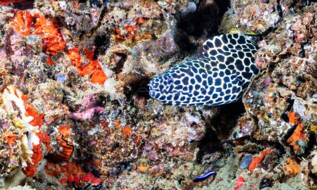 Photo for The laced moray, also known as the leopard, tessellat or honeycomb moray, is a species of marine fish in the family Muraenidae. Scuba diving kata beach reef in Phuket, Thailand - Royalty Free Image