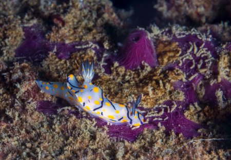 Téléchargez les photos : Mignon Risbecia (Risbecia pulchella) nudibranch sur le récif corallien en Thaïlande - en image libre de droit