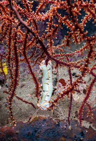 Téléchargez les photos : Limace de mer nudibranche sur le récif corallien de Phuket, Thaïlande - en image libre de droit