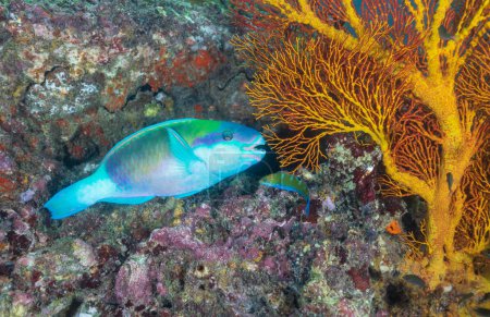 Téléchargez les photos : Parrotfishes are a group of about 90 fish species regarded as a family, or a subfamily of the wrasses. - en image libre de droit