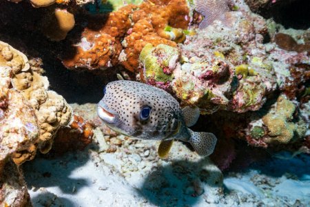 Foto de Porcupinefish son peces pertenecientes a la familia Diodontidae, también llamados comúnmente pez globo y, a veces, pez globo y pez globo. Buceo en el arrecife de coral. - Imagen libre de derechos