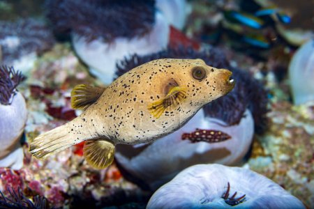 Photo for The blackspotted puffer, also known as the dog-faced puffer, is a tropical marine fish belonging to the family Tetraodontidae - Royalty Free Image