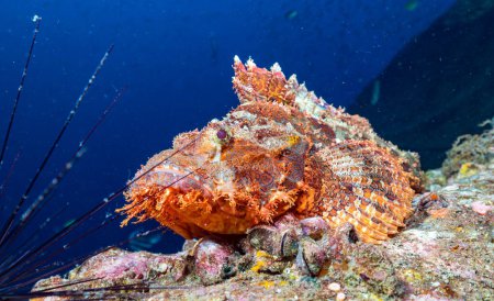 Téléchargez les photos : Le Scorpion barbu (Scorpaenopsis barbata) est certainement l'un des poissons les plus étranges de la mer. Son aspect bizarre sert à fournir un camouflage car il se cache parmi les algues et les algues - en image libre de droit