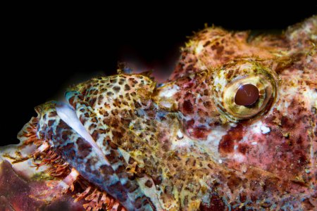Téléchargez les photos : Le Scorpion barbu (Scorpaenopsis barbata) est certainement l'un des poissons les plus étranges de la mer. Son aspect bizarre sert à fournir un camouflage car il se cache parmi les algues et les algues - en image libre de droit