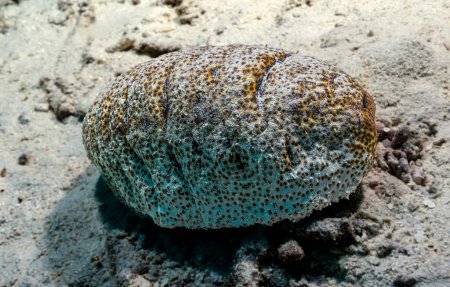 Photo for Sea cucumber on the coral reef at Indonesia - Royalty Free Image
