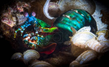 Photo for Odontodactylus scyllarus, commonly known as the peacock mantis shrimp, harlequin , painted, clown or rainbow mantis shrimp. - Royalty Free Image