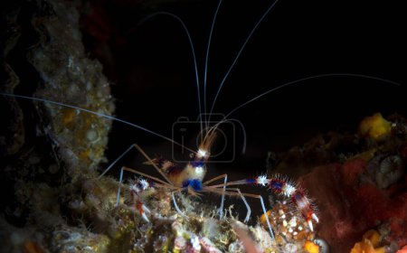 Téléchargez les photos : Stenopus hispidus est un crustacé décapode ressemblant à une crevette appartenant à l'infra-ordre Stenopodidea. Les noms communs incluent les crevettes baguées de corail et les crevettes nettoyantes baguées - en image libre de droit