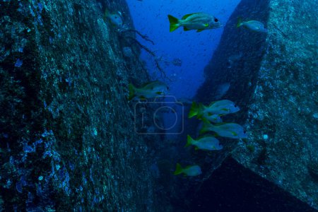 Téléchargez les photos : Groupe de snappers sur le récif corallien des îles similaires en Thaïlande - en image libre de droit
