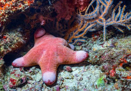 Photo for Red starfish on the coral reef of the similan islands in Thailand - Royalty Free Image