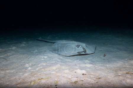 The Jenkins' whipray (Pateobatis jenkinsii) is a species of stingray in the family Dasyatidae, with a wide distribution in the Indo-Pacific region. Scuba diving the similan islands in Thailand.