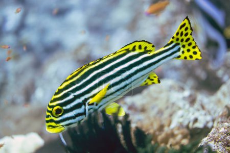 Téléchargez les photos : Petits poissons à rayures jaunes sur le récif corallien de Thaïlande - en image libre de droit