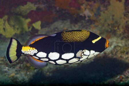 Téléchargez les photos : Le clown triggerfish, également connu sous le nom de bigspotted triggerfish, est un poisson marin démersal appartenant à la famille des Balistidae, ou communément appelé triggerfish.. - en image libre de droit
