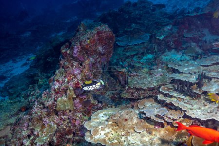 Foto de El pez gatillo payaso, también conocido como pez gatillo manchado, es un pez marino demersal perteneciente a la familia Balistidae, o comúnmente llamado pez gatillo.. - Imagen libre de derechos