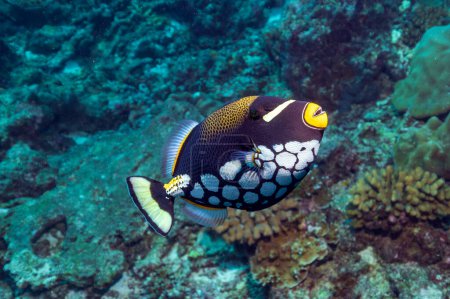 Photo for The clown triggerfish, also known as the bigspotted triggerfish, is a demersal marine fish belonging to the family Balistidae, or commonly called triggerfish. - Royalty Free Image