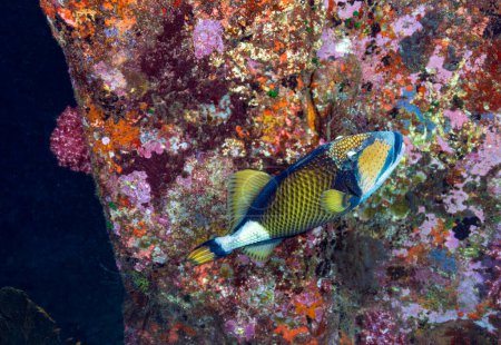 Foto de El pez gatillo payaso, también conocido como pez gatillo manchado, es un pez marino demersal perteneciente a la familia Balistidae, o comúnmente llamado pez gatillo. Islas Similares, Tailandia - Imagen libre de derechos