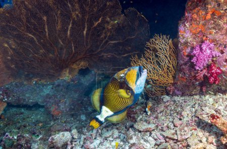 Téléchargez les photos : Le clown triggerfish, également connu sous le nom de bigspotted triggerfish, est un poisson marin démersal appartenant à la famille des Balistidae, communément appelé triggerfish. Îles Similan, Thaïlande - en image libre de droit