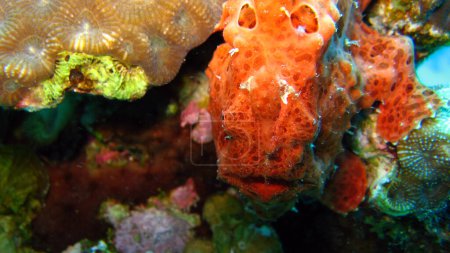 Foto de Pez globo o rape en el arrecife de coral de Lembeh en la isla de Sulawesi en Indonesia - Imagen libre de derechos