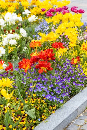Téléchargez les photos : Beau lit de fleurs avec des fleurs printanières en fleurs, principalement des tulipes et des culottes, photo verticale, gros plan - en image libre de droit