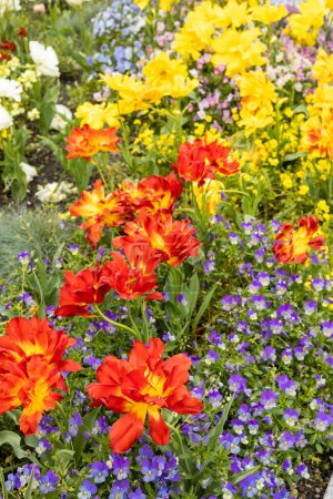 Foto de Hermoso macizo de flores con flores florecientes de primavera, principalmente tulipanes y pantaletas, foto vertical, primer plano - Imagen libre de derechos