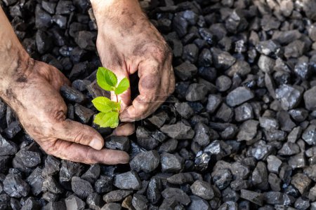 Photo for Hands of a miner planting a green plant on a coal heap, Environmental concept, carbon free, climate goal, Energy industry - Royalty Free Image