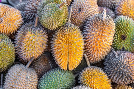 Photo for Beautifully ripe durian fruit, a stinking fruit, a specific fruit from Asia - Royalty Free Image