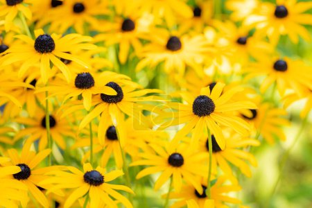 Schöne gelbe blühende Blumen, Staude, gelber Sonnenhut Echinacea paradoxa, Pflanze aus der Familie der Asteraceae, Sommerherbstblumen, Makro, Nahaufnahme