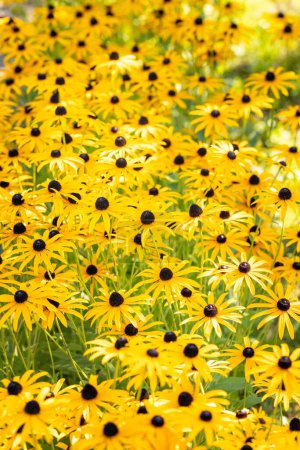 Schöne gelbe blühende Blumen, Staude, gelber Sonnenhut Echinacea paradoxa, Pflanze aus der Familie der Asteraceae, Sommerherbstblumen, Makro, Nahaufnahme
