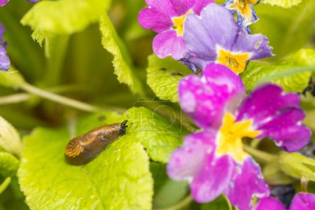 A young invasive snail sitting on spring flowers in the garden, great murmur slug