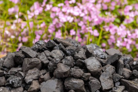 Photo for A coal heap with beautifully blooming flowers behind it, Environmental concept, zero-emission, climate goal, Energy industry, Net zero action concept. green energy, reduce carbon footprint, Save energy, carbon capture. - Royalty Free Image
