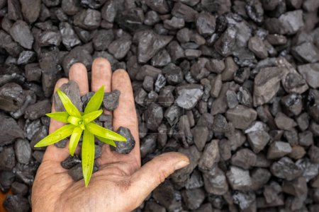 Hände eines Bergarbeiters, der eine grüne Pflanze auf einem Kohlehaufen pflanzt, Net Zero Action, CO2-frei, Klimaziel, Energiewirtschaft, Reduzierung der Kohlenstoffemissionen, Verpflichtung zur Begrenzung des Klimawandels und der globalen Erwärmung