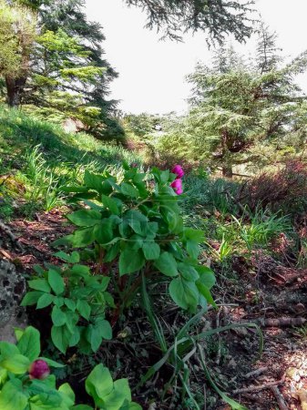 Téléchargez les photos : Paeonia broteri parmi les arbres du Rif marocain - en image libre de droit