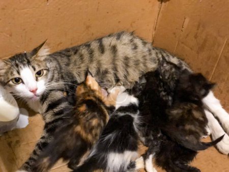 Foto de Madre gato amamantando a sus bebés - Imagen libre de derechos